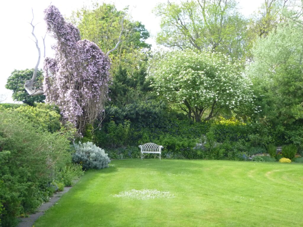 Shandy Hall west garden clematis