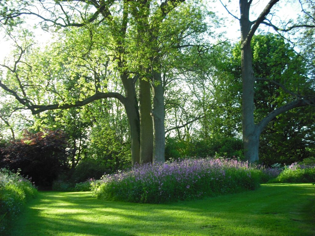 Shandy Hall Wild Garden campions evening