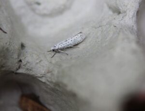 Bird-cherry Ermine (Yponomeuta evonymella)