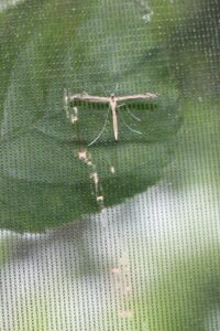 Saxifrage Plume Moth (Stenoptilia millieridactyla)