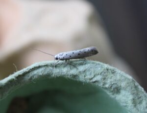 Willow Ermine (Yponomeuta rorrella)