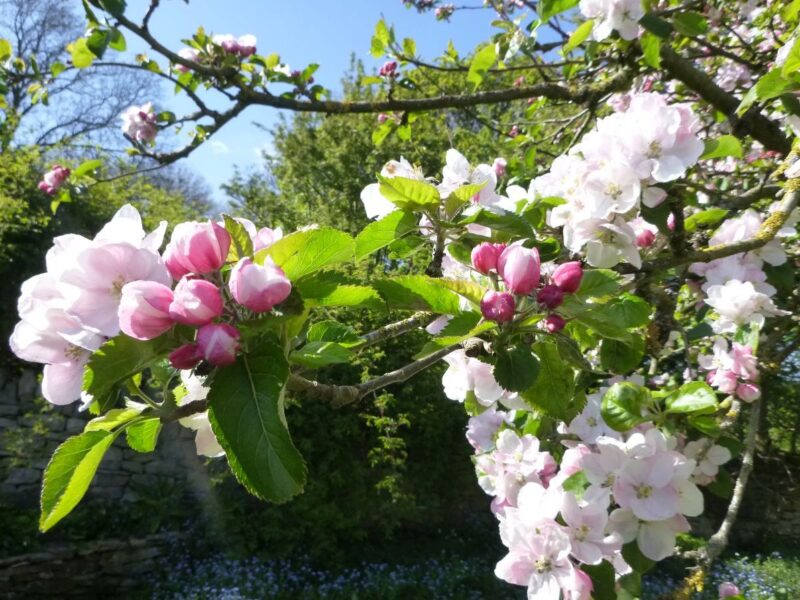 apple blossom Shandy Hall