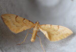 Barred Straw moth