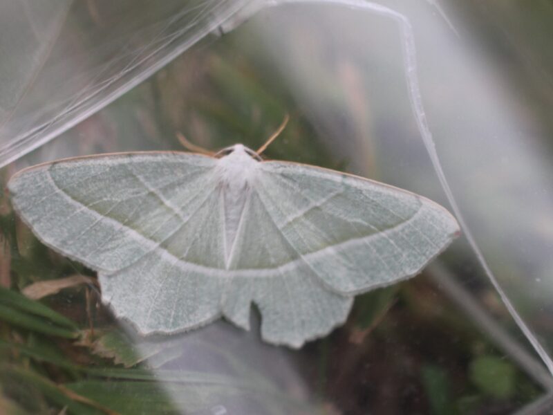 Light Emerald moth