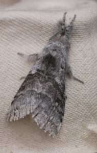 Pale tussock (Calliteara pudibunda)