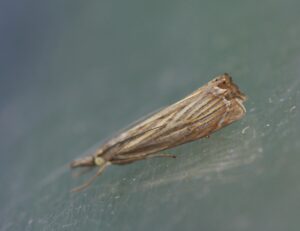 Garden grass-veneer moth