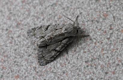 Grey or Dark Dagger moth