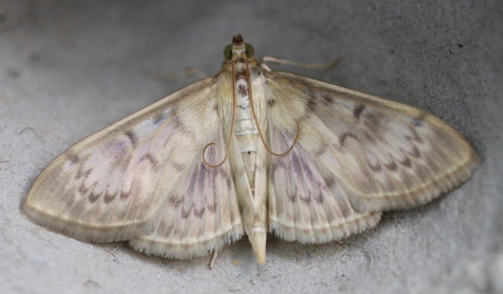 Mother of Pearl moth