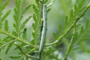 Orange-tip caterpillar