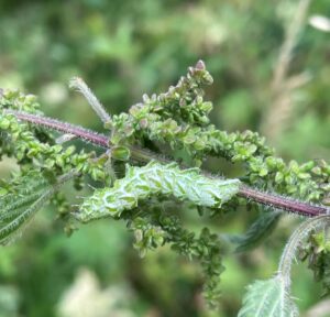 Spectacle caterpillar