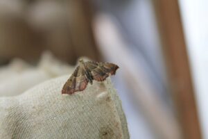 Endotricha flammealis.jpg