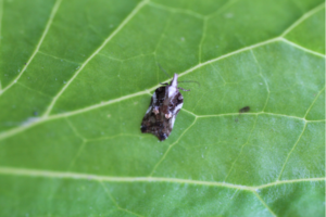 Acleris cristana