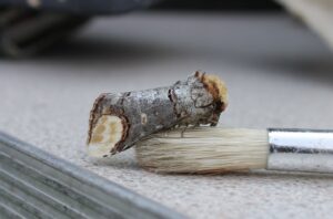 Buff-Tip moth