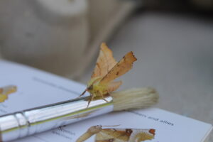 Canary-shouldered Thorn moth
