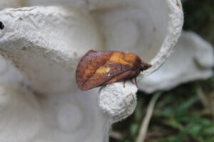 Drinker moth