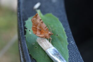 Early Thorn moth