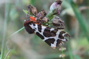 Garden Tiger moth
