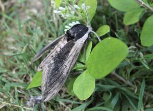Privet Hawk-Moth