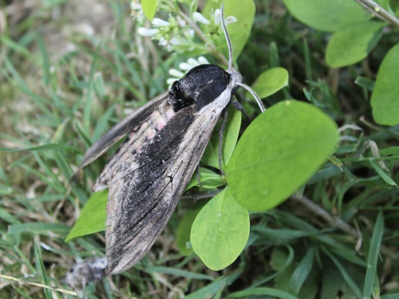 Privet Hawk-Moth
