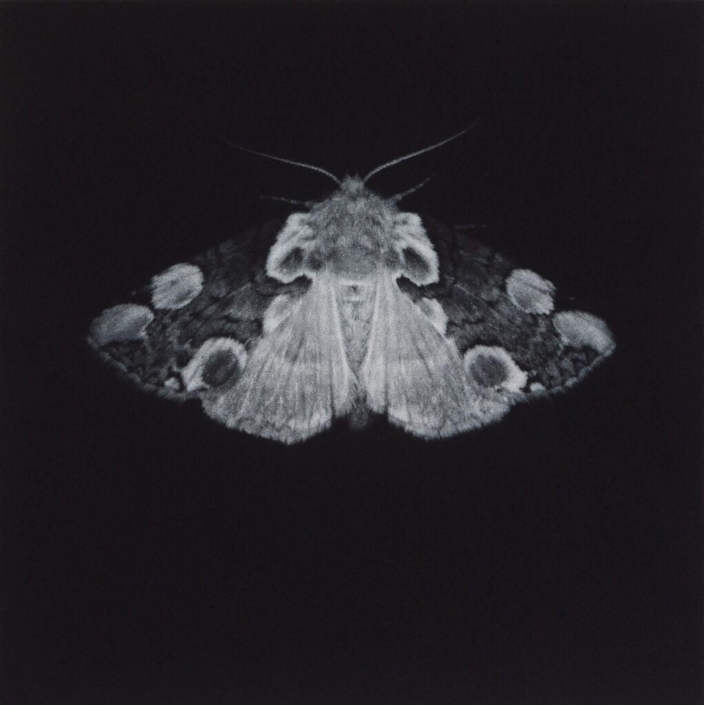 Sarah-Gillespie-Peach-Blossom moth - mezzotint