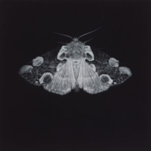 Sarah-Gillespie-Peach-Blossom moth - mezzotint