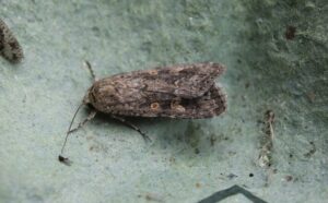 Small Mottled Willow Moth