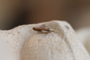 Ypsolopha parenthesella