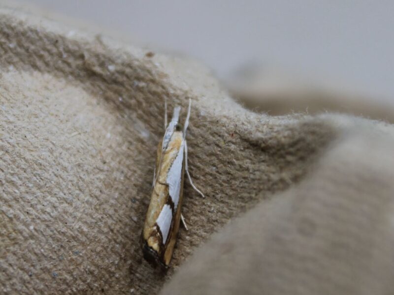 Catoptria pinella moth