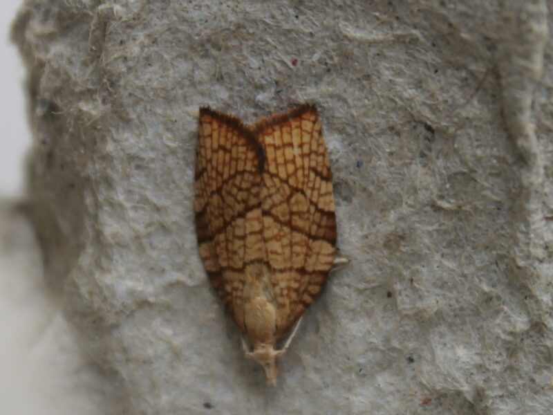 Chequered Fruit-tree Tortrix moth