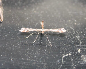 Beautiful Plume moth