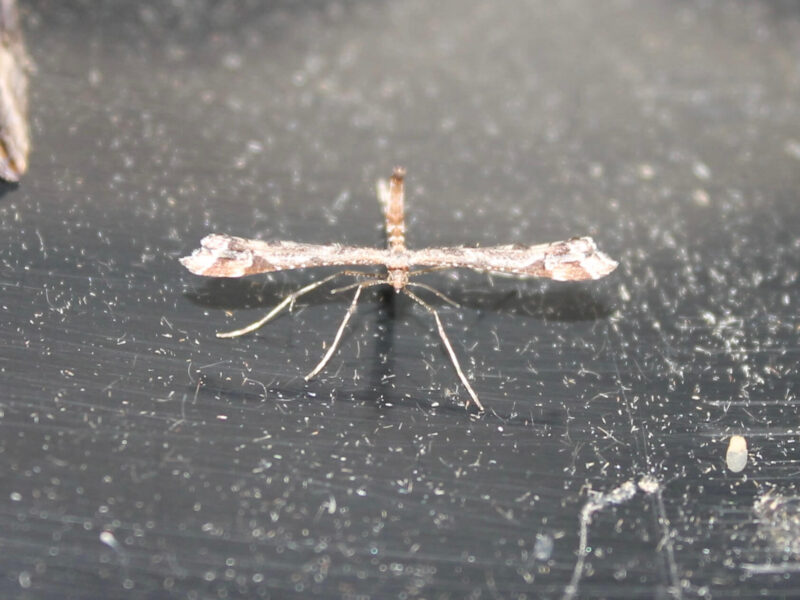 Beautiful Plume moth