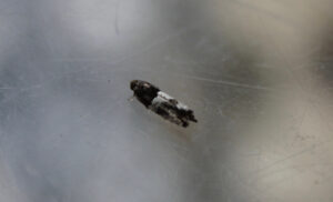 Gypsonoma aceriana moth