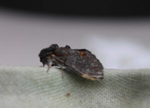 Iron Prominent moth