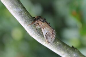 Pebble Prominent moth